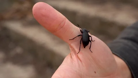 A large black beetle crawls on a man's hand Stock Footage 154800517