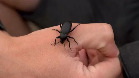 A large black beetle crawls on a man's hand Stock Footage 154800549