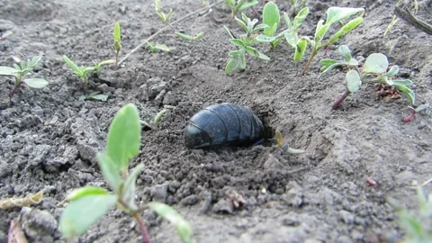 Large black beetle digging a hole Common scarab Meloe proscarabaeus Stock-Footage 333999058