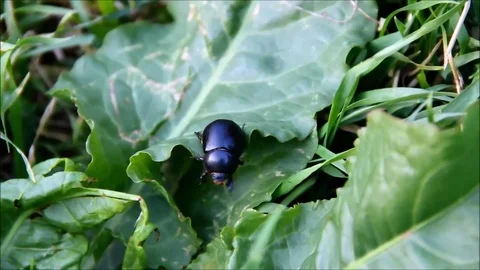 A large black beetle, Geotrupidae, falling from a leaf on its back Stock Footage 77861309