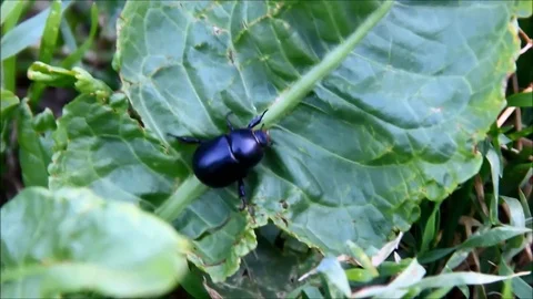 A large black beetle, Geotrupidae, sliding from a leaf into grass Stock Footage 77861355