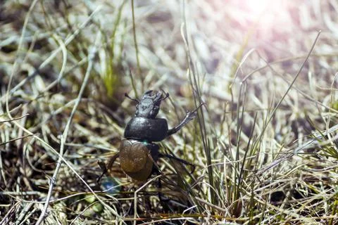 A large black beetle kravchik spends time in the grass on a bright sunny day. Stock Photos