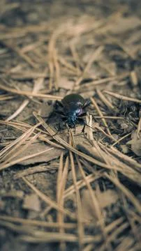 Large black beetle with multicolored tints on its back Stock Photos