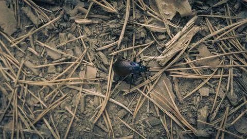Large black beetle with multicolored tints on its back Stock Photos