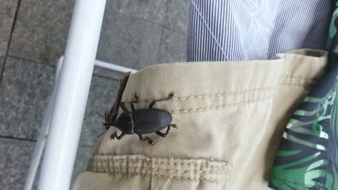 A large black beetle passes over the clothes on the clothesline. Stock Footage 157296822