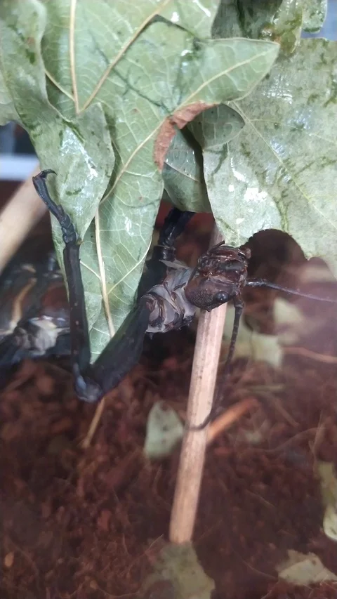 A large black beetle Phasmatodea. Stock Footage 126405007