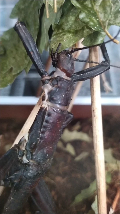 A large black beetle Phasmatodea. Stock Footage 126405248