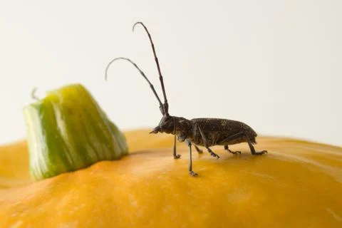 Large black beetle Stock Photos