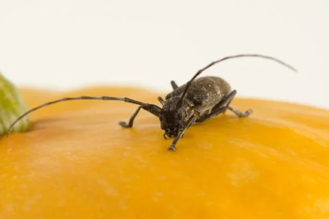 Large black beetle Stock Photos