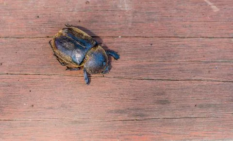 Large black beetle Stock Photos