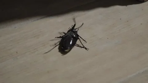 Large black beetle struggling on its back on tiled floor Vidéo 315358161