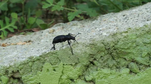 Large black beetle on urban cement wall Video stock 47113352