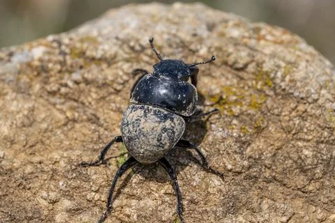 A large black bug is on a rock Stock-Fotos