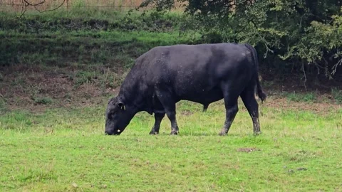 Large black bull eating fresh grass in meadow Stock Footage 314809028