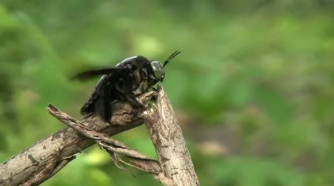 Large Black Bumble Bee In Thailand 스톡 동영상 10940803