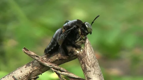 Large Black Bumble Bee In Thailand-Close Up 스톡 동영상 10941430