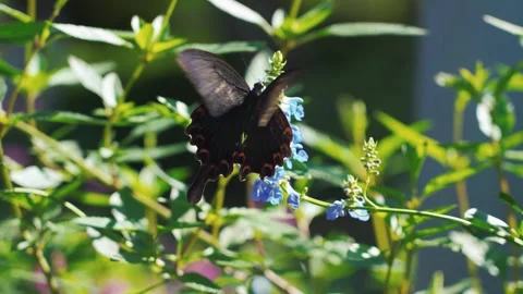 Large black butterfly resting on blue flowers in a sunny garden Stock Footage 342239725