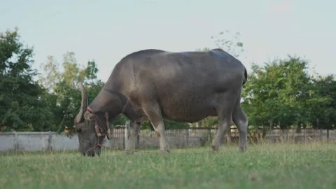 Large Black Carabao with big horns grazing Stock Footage 198297080