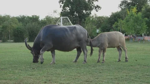 Large Black Carabao with big horns grazing Stock Footage 198297918