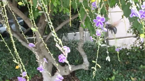 Large black carpenter bee flying in slow motion Vídeos de archivo 54473562