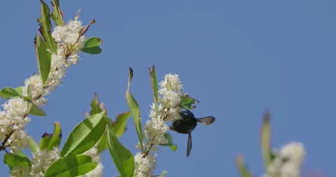 Large black carpenter bee pollinates white blossoms under a clear blue sky Stock Footage 330913240