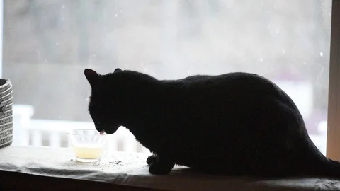 Large black cat drinking from glass Stock Footage 86146208