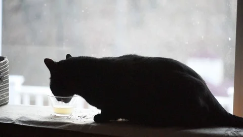 Large black cat drinking from glass Stock Footage 86146213