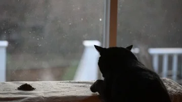 Large black cat eating catnip Stock Footage 86146244