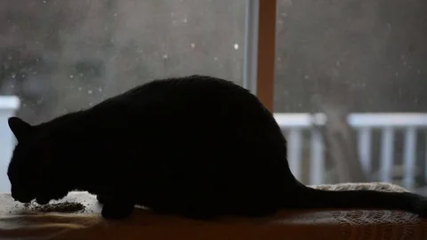 Large black cat eating catnip Stock Footage 86146261