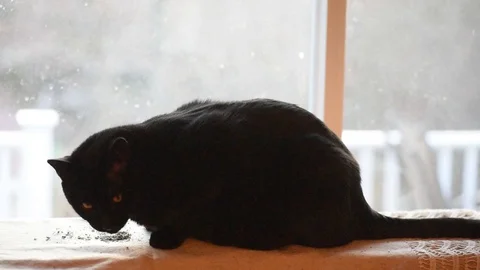 Large black cat eating catnip Stock Footage 86146268
