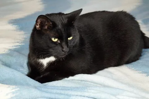 A large black cat lies on the bed, looking away. Blue blanket. Stock Photos
