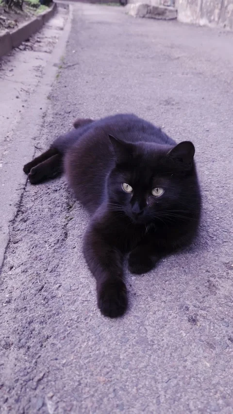 Large Black Cat Lying Relaxed on Gray Asphalt Sidewalk Alley Outdoors Stock-Footage 339001271