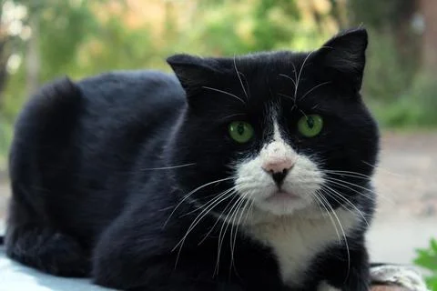 A large black cat with a white muzzle and green eyes close-up looks straight Stock Photos
