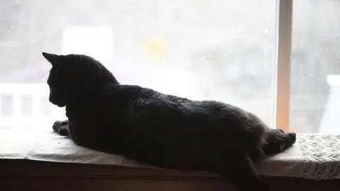 Large black cat in window Stock Footage 86146265