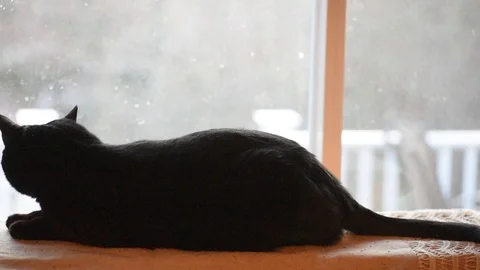 Large black cat in window Stock Footage 86146269