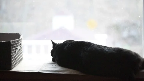 Large black cat in window Stock Footage 86146286