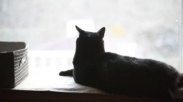 Large black cat in window Stock Footage 86146296