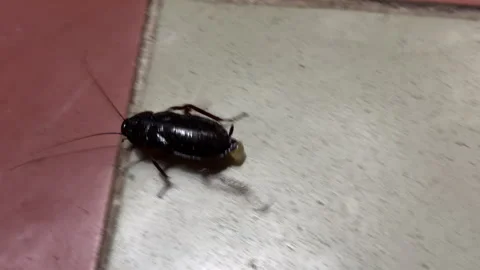 Large Black Cockroach Scurries Across Cracked Tiled Floor Stock Footage 333561967
