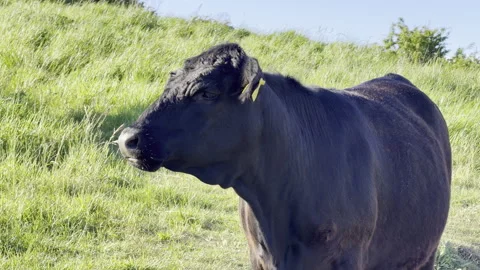Large black cow chewing grass detail Stock Footage 336514754