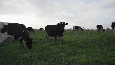 A large black cow is looking directly into the camera as it approaches her Stock Footage 140291980