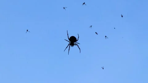 Large black cross spider in web net with blue sky. Stock Footage 313929150