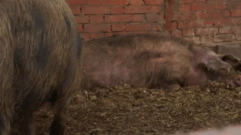 A large black curly-haired pig is walking through the pig pen, keeping an eye on Stock Footage 310905187