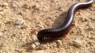 Large, Black Desert Millipede (Archispirostreptus Syriaspecies) Stock Footage