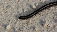Large, Black Desert Millipede (Archispirostreptus Syriaspecies) Stock Footage