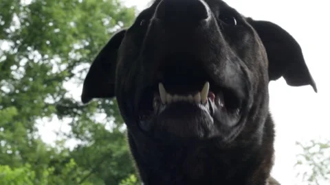 Large black dog with big floppy mouth stands over viewer Vídeo Stock 159622438