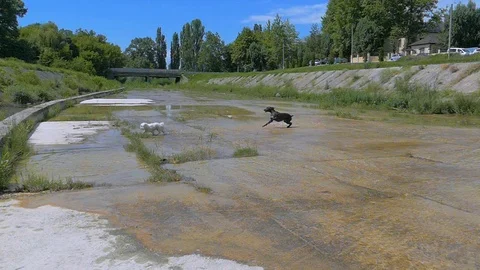 A large black dog, chasing a small white dog, catches up with it and then bites. Stock-Footage 122080023
