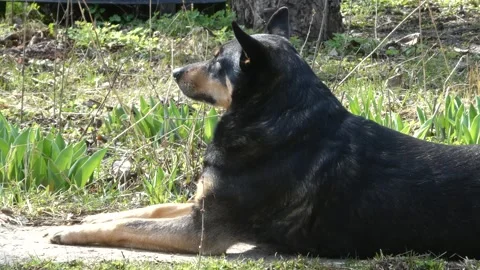 Large black dog lying on the grass and looking away on a sunny day in the garden Stock Footage 332045401