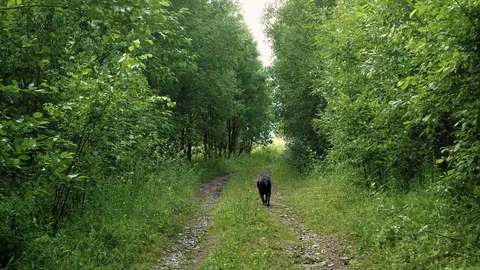 Large black dog is walking along a forest road. moves away from the camera Stock Footage 113047769