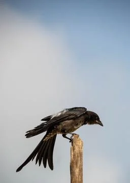 A large black drongo Foto stock