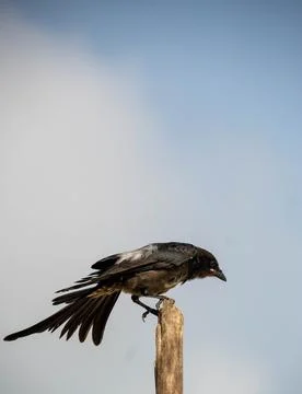 A large black drongo Stock Photos